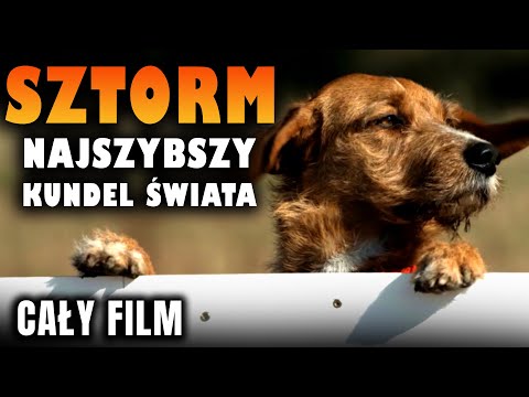 Sztorm - najszybszy kundel świata