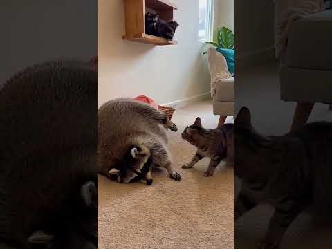 And the Oscar goes to... THIS RACCOON! 🎭🦝