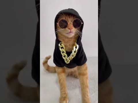 MUSICA ACORDA PEDRINHO VERSÃO PEDRINHOEPAULINHO #shorts