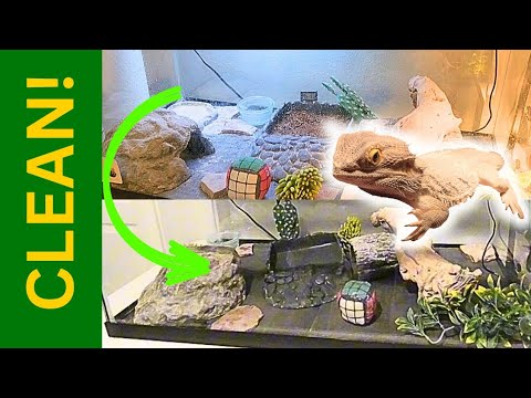 How to Slightly DEEP CLEAN a Bearded Dragon Enclosure