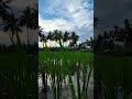 VILLAGE VAYAL VELI Mr KANI