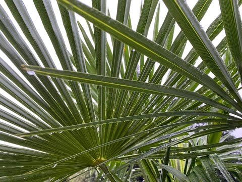 , title : 'The Windmill Palm - Trachycarpus fortunei'