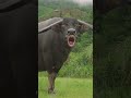 Funny Sound Of Buffalo Sound Buffalo Animals Shortsfeed Shorts Short