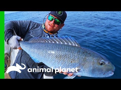 Fishermen Encounter Unknown Fish In Papua New Guinea | Fish Or Die