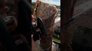 Cutting down a tall wobbly Palm tree 🌴