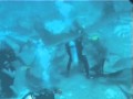 Акулы Багамских островов 