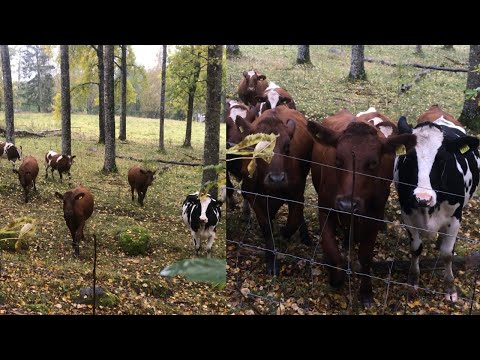 When I used the old SWEDISH HEARDING CALL kulning the COWS CAME! Jag kulade och korna kom! ❤️❤️❤️