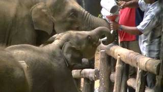 preview picture of video 'Highlights from the Elephant Transit Home, Uda Walawe, Sri Lanka, July 2011'