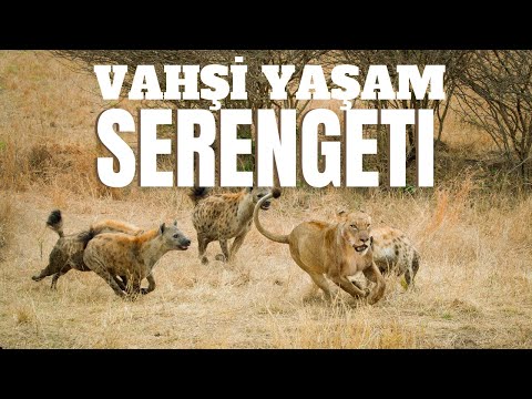 SERENGETI DOCUMENTARY - WILDLIFE OF AFRICA - #DOCUMENTARY