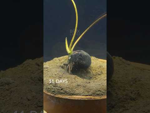 Lotus seed growing underwater #timelapse