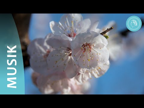 Frühlingserwachen – Das Emporstreben der Natur – Fotos und Orchestermusik von Bruno Gröning-Freunden