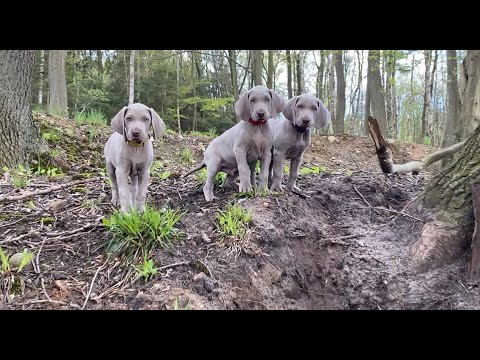 Die Weimaraner Welpen - Woche 8 im Wald mit Papa Wilson