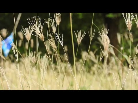 25 Aprile 2021 - Noale ricorda la liberazione nelle vie dedicate ai suoi Martiri