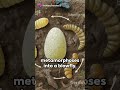 MAGGOT TO FLY: A BLOWFLY'S LIFE CYCLE