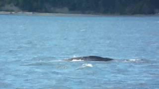Grey Whale watching in the Saratoga Passage ( and seals )