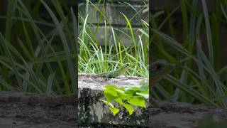 #lizard #green #creature #nature #little