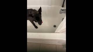 Video preview image #1 Labsky Puppy For Sale in The Woodlands, TX, USA