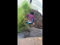 Men death in the water in live video