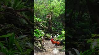 Download lagu KEINDAHAN AVIARY IRFAN HAKIM #shorts #artis #irfanhakim #sapi #sapijumbo #sapilucu #cow mp3 Download lagu KEINDAHAN AVIARY IRFAN HAKIM #shorts #artis #irfanhakim #sapi #sapijumbo #sapilucu #cow mp3