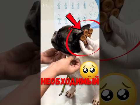 🐶 Почему у собаки пуговицы на ушах? #питомцы #собаки #животныефакты