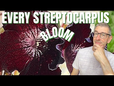 Gesneriads Tour! 🌼 See EVERY Streptocarpus in BLOOM