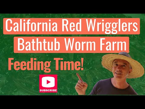 Worm Farm in a Bathtub (Feeding Time)