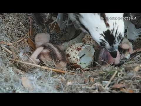 Second Osprey Chick Hatches In Savannah, Georgia! – April 18, 2020
