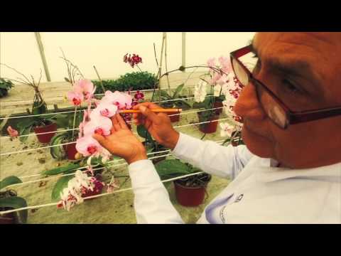 download lagu mp3 mp4 Fira Tezoyuca, download lagu Fira Tezoyuca gratis, unduh video klip Fira Tezoyuca