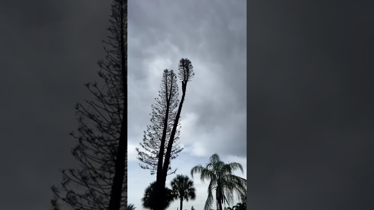 Tree Service of South Florida INC