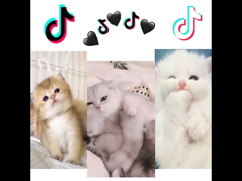 KUCING IMUT,TINGKAH LAKU KUCING LUCU | CUTE CATS AND KITTENS