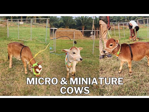 , title : 'Micro & Miniature Cows | Nadipathy Goshala #trending W#animals #viral #dance'