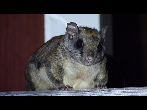 The Dangers of Flying Squirrels