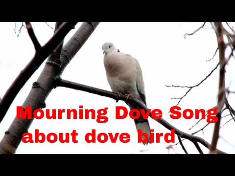 Dove Song Coo Call Sounds | Dove Birds | about dove bird