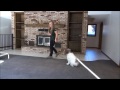 Perro de Pastor Polaco de las Llanuras - Milly (Polish Lowland Sheepdog) Obedience Training Demonstration