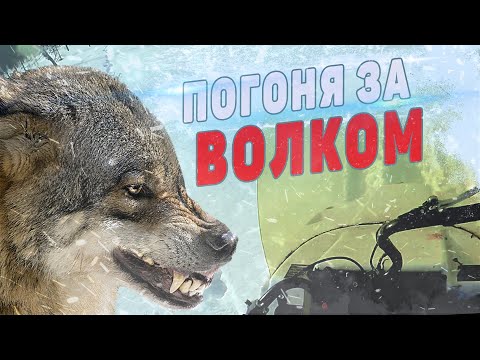 Охота на волка в Якутии. На защите стад оленей.