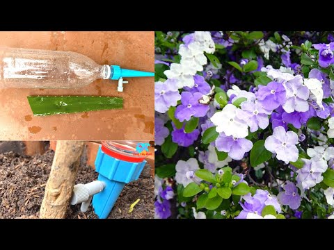 The Aloe Vera can help Grow Jasmine