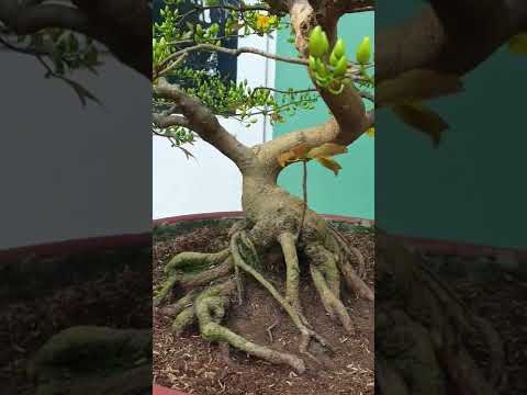 Mai cúc Vàng thuần chậu, thuần miền bắc..