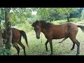 Horse Power Coco And Tata