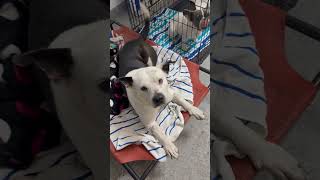 Video preview image #1 American Bulldog Puppy For Sale in Boca Raton, FL, USA