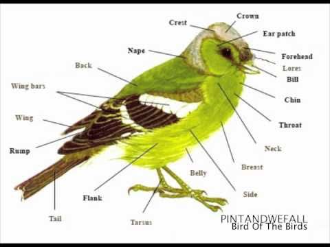 PINTANDWEFALL - Bird Of The Birds