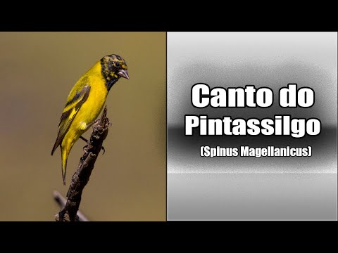 Čížik kapucňový (Spinus magellanicus) — starostlivosť, voliéra a kŕmenie