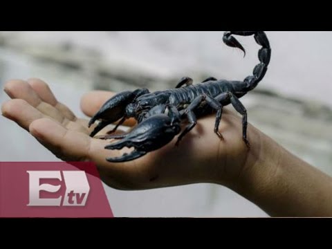 Fumar escorpiones la nueva droga de moda  / Kimberly Armengol