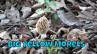 Morel Mushroom Hunt 2018 Part 3 Big Yellow Morels Found