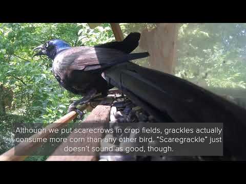 Birds at My Bird Feeder 3, Blue Jay and Grackle