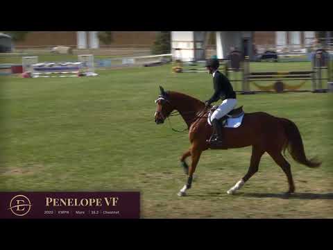 Penelope VF Flatwork