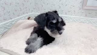 ミニチュアシュナウザーの動画01