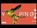 Go Eco 4 Tv Pinguim