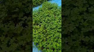 Download lagu Budi daya Semanggi dengan baki dan ember bekas mp3