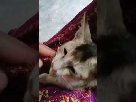 #foryou #cat #viralvideo #fypシ゚viral