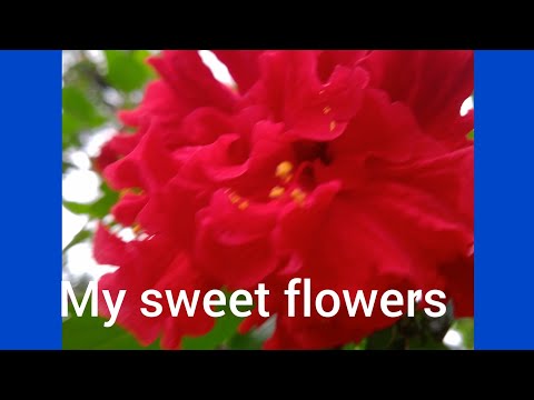 Shining flowers 2021